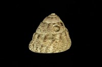 藏品(粗瘤黑鐘螺)的圖片